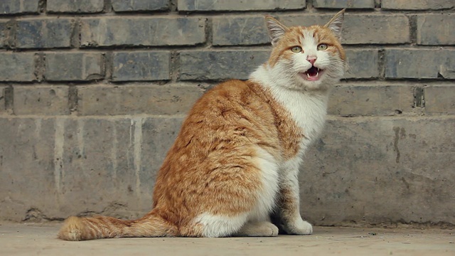 猫/西安女士，陕西，中国视频素材