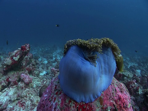 紫海葵(海葵目)和小丑鱼(角闪鱼属)，马尔代夫视频素材