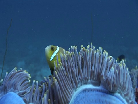 紫海葵(海葵目)和小丑鱼(角闪鱼属)，马尔代夫视频素材