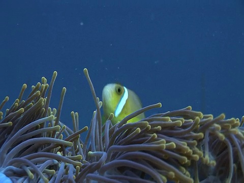 紫海葵(海葵目)和小丑鱼(角闪鱼属)，马尔代夫视频素材