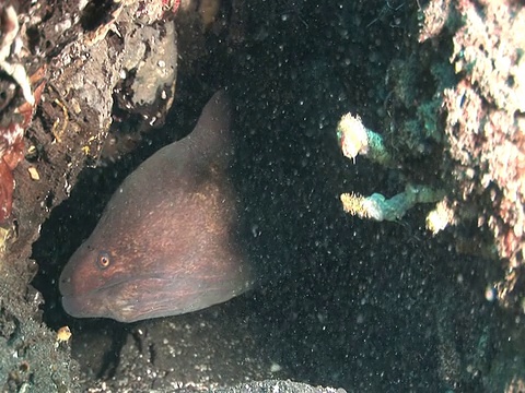 巨型海鳗(Gymnothorax javanicus)潜伏在洞穴，孔孔干湾度假村，苏拉威西，印度尼西亚视频素材