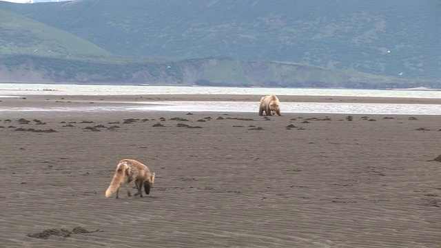 WS, PAN，美国，阿拉斯加，卡特迈国家公园，棕熊(熊Arctos)和红狐(vulpes vulpes)在海滩上挖蛤蜊，背景是绿色的山丘视频素材