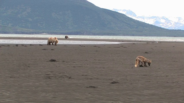 美国，阿拉斯加，卡特迈国家公园，棕熊(熊Arctos)和红狐(vulpes vulpes)在海滩上挖蛤蜊，背景是绿色的山丘视频素材