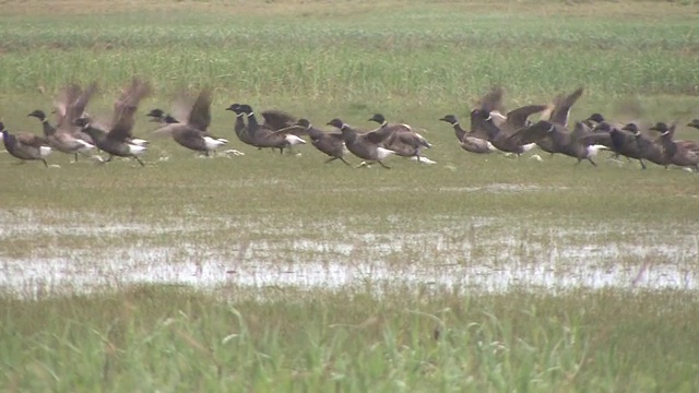 MS, TS，美国，阿拉斯加，卡特迈国家公园，一群布兰特鹅(branta bernicla)从湿地起飞视频素材