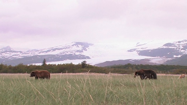 美国，阿拉斯加，卡特迈国家公园，两只棕熊在田野里散步，背景是雪山视频素材