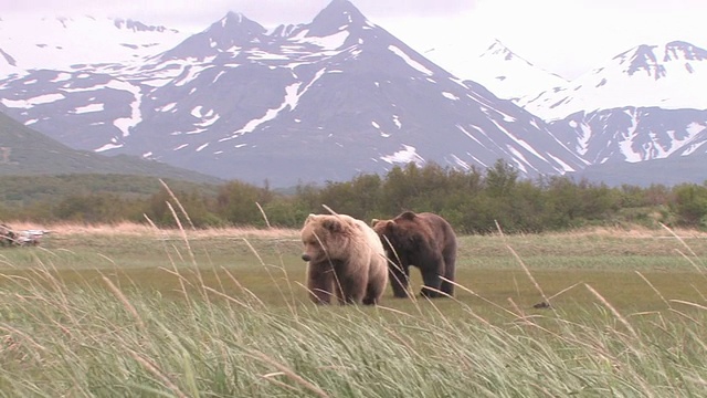 美国，阿拉斯加，卡特迈国家公园，两只棕熊在田野里散步，背景是雪山视频素材