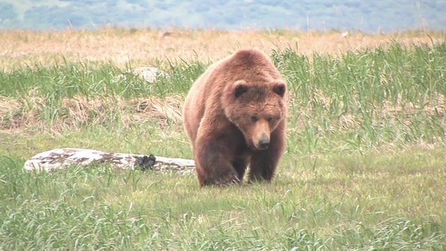 MS, PAN，美国，阿拉斯加，卡特迈国家公园，棕熊(Ursus Arctos)沿着河岸走到小溪里视频素材