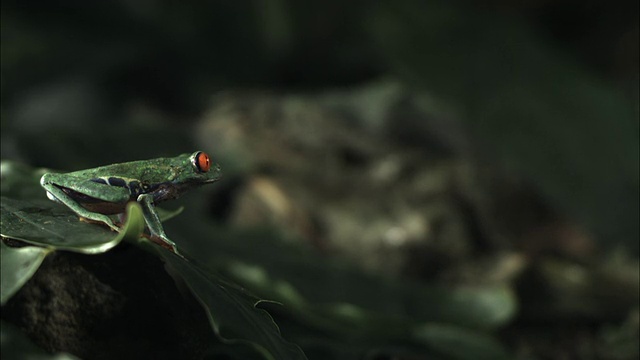 中镜头侧面角度慢动作-红眼青蛙跳出画面/哥斯达黎加视频素材