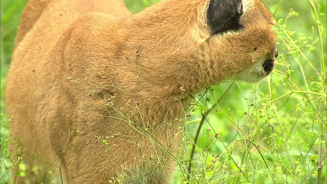 关闭;这是一张野猫的脸，当它穿过高高的草丛时视频素材