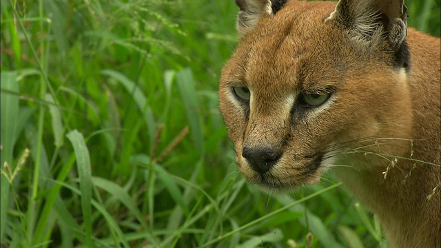 中镜头，侧面角度;野猫攻击秃鹫视频素材