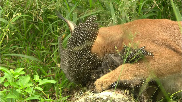 中镜头，侧角，右平移;小心翼翼的野猫蹑手蹑脚地抓住受伤的鸟，然后被另一只猫惊吓视频素材