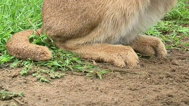 中景，慢镜头;野猫抓住了试图飞走的鸟视频素材