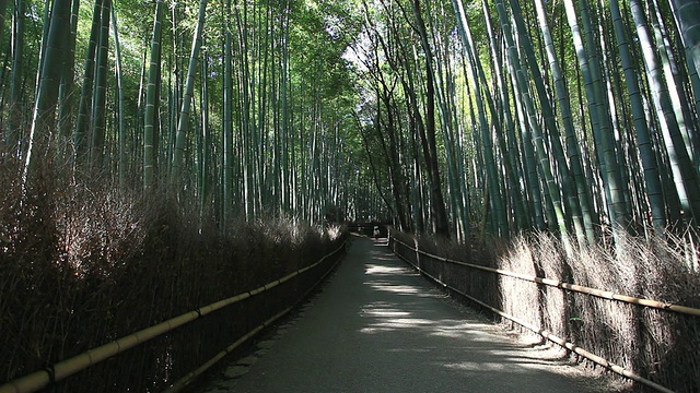 穿过竹林的直线道路/岚山，京都，日本视频素材