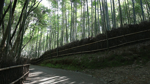 WS透过竹林的阳光/岚山，京都，日本视频素材