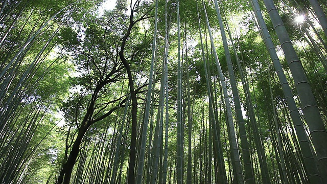 WS透过竹林的阳光/岚山，京都，日本视频素材