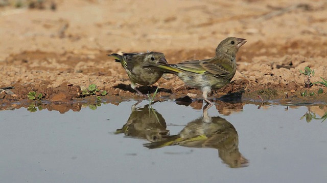 以色列，从沙漠蓄水池中饮水的雀类(Carduelis sp.视频素材