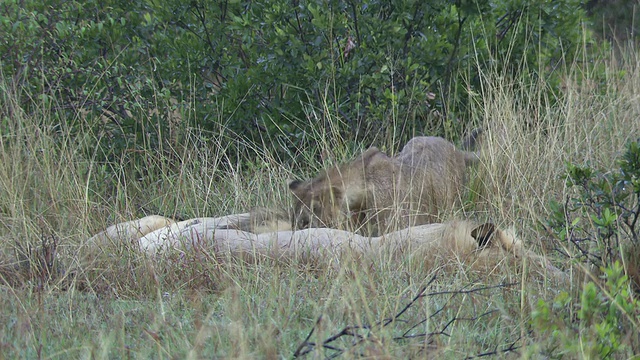 MS Lions playing and turn on their back /坦桑尼亚视频素材