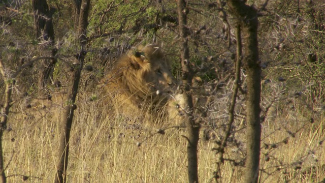 MS Lions sitting in high grass /坦桑尼亚视频素材