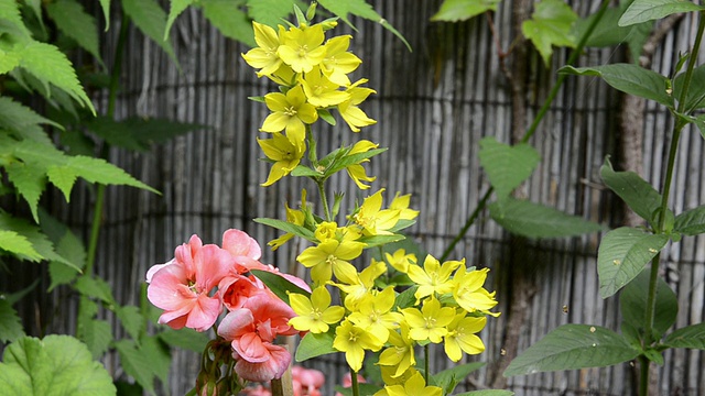 德国巴伐利亚州兰茨胡特花园中盛开的MS Geranium和Yellow Lysimachia vulgaris视频素材