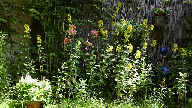 MS Yellow Lysimachia vulgaris和其他花卉在花园/ Landshut，德国巴伐利亚州视频素材