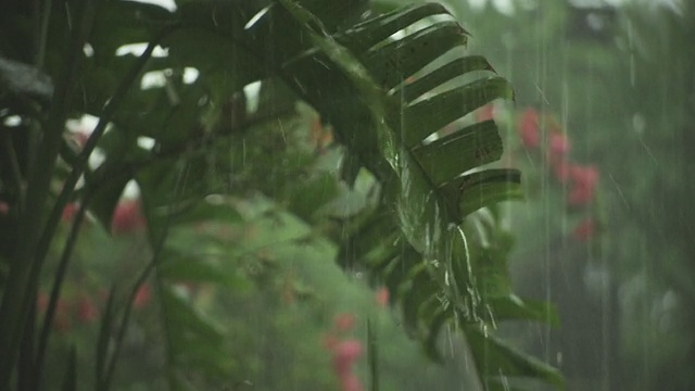 落在植物上的雨视频素材