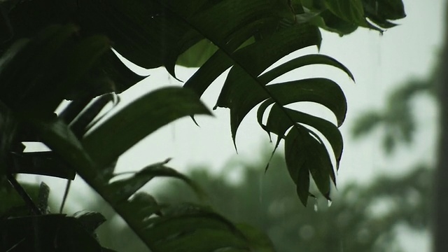 落在植物上的雨视频素材