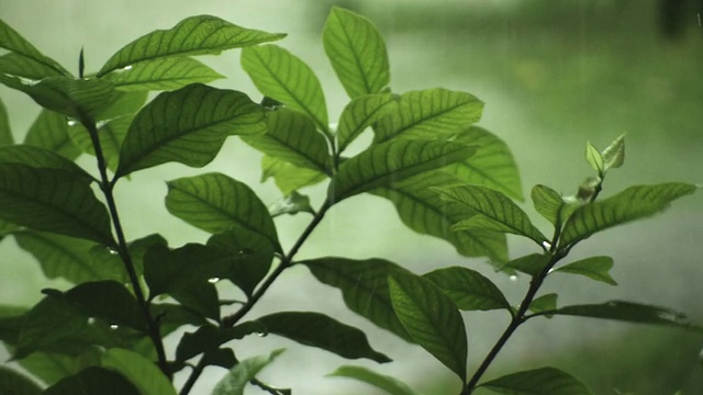 落在植物上的雨视频素材