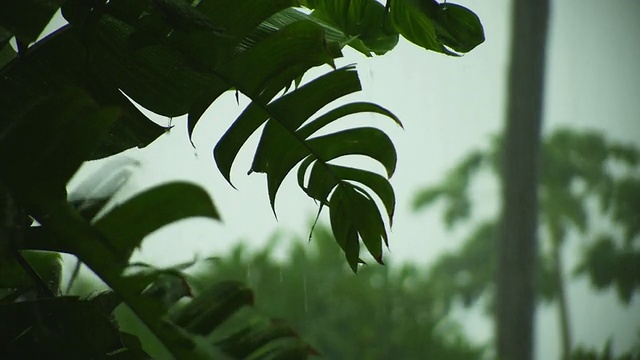 落在植物上的雨视频素材