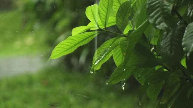 落在植物上的雨视频素材