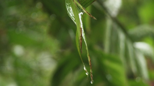 落在植物上的雨视频素材