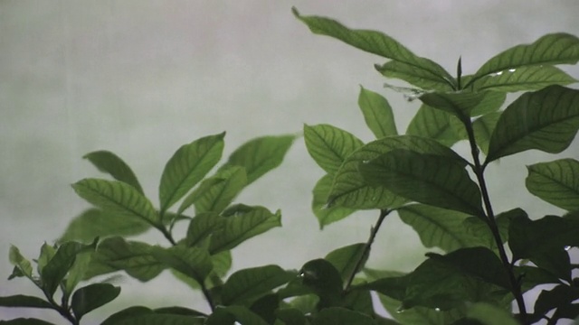 落在植物上的雨视频素材