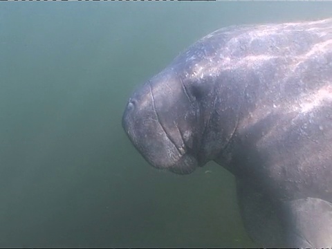 佛罗里达海牛(Trichechus manatus latirostrus)，浮出水面呼吸，在水下游泳，水晶河，佛罗里达，美国视频素材