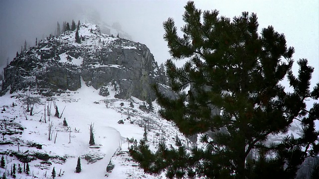 这是一棵多风的树，背景是一座雪山/加拿大阿尔伯塔的城堡山视频下载