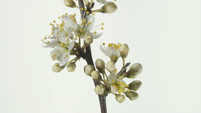 T/L黑刺李(Prunus spinosa)枝，花朵开放闭合，旋转视频素材