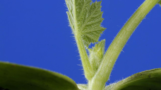 T/L小胡瓜(Cucurbita pepo)叶子生长视频素材