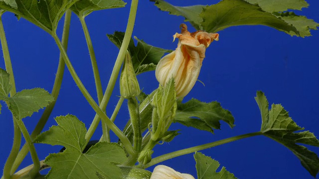 T/L小胡瓜(Cucurbita pepo)雄花视频素材