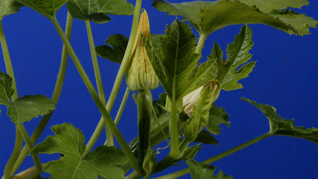 T/L小胡瓜(Cucurbita pepo)种植视频素材