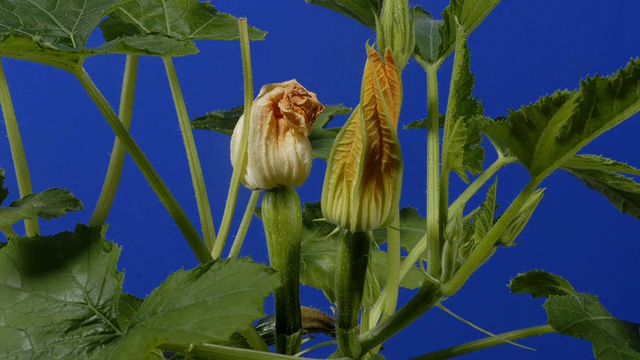 T/L小胡瓜(Cucurbita pepo)种植视频素材