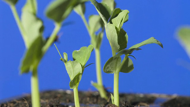 T/L豌豆(Pisum sativum)种植视频素材