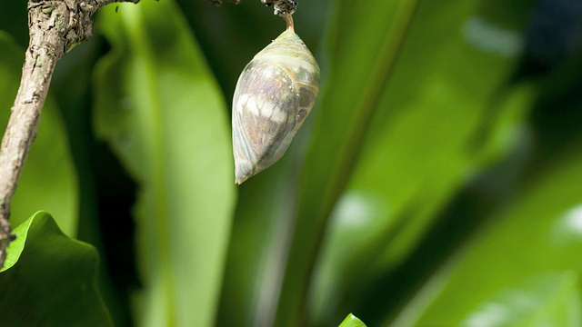 大闪蝶破茧而出视频素材