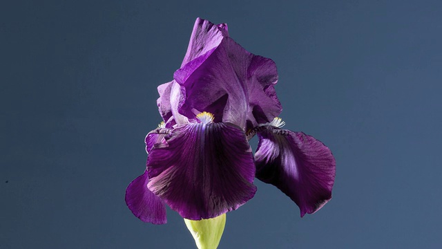 T/L蓝色鸢尾(Iris spuria)开花视频素材