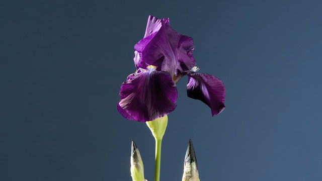 T/L蓝色鸢尾(Iris spuria)开花视频素材