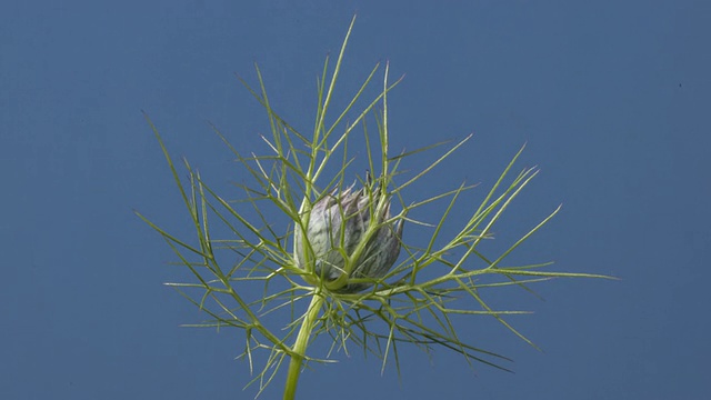 T/L玫瑰花(Nigella damascena)开花视频下载