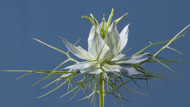 T/L玫瑰花(Nigella damascena)开花视频素材