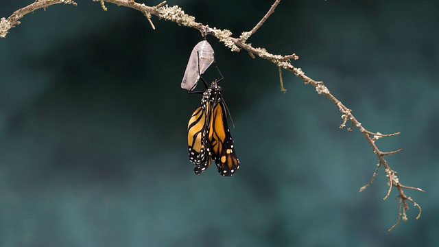 T/L帝王蝶(Danaus plexippus)出现宽视频素材