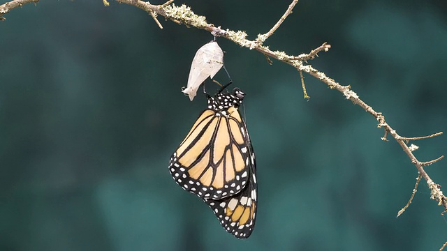 T/L黑脉金斑蝶(Danaus plexippus)新出成虫腹部抽吸，翅膀展开视频下载