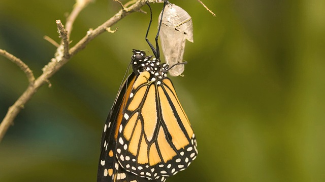 T/L帝王蝶(Danaus plexippus)出现视频素材