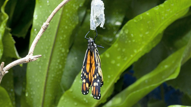 T/L帝王蝶(Danaus plexippus)出现视频素材