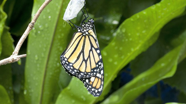 T/L帝王蝶(Danaus plexippus)展开翅膀视频素材