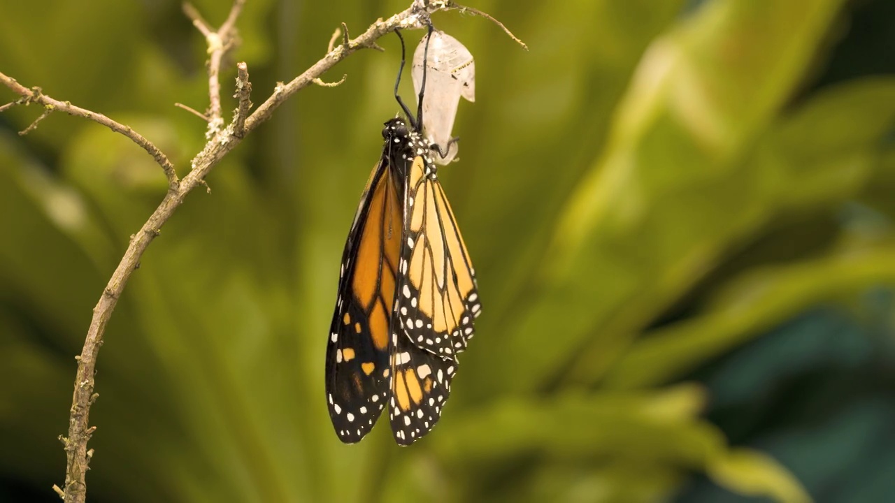 帝王蝶(Danaus plexippus)出现视频下载